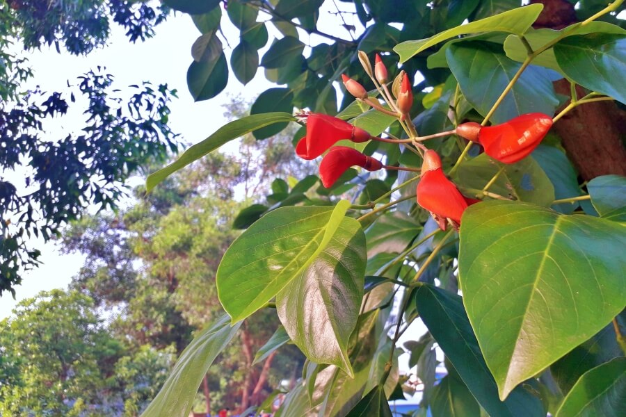 Flower